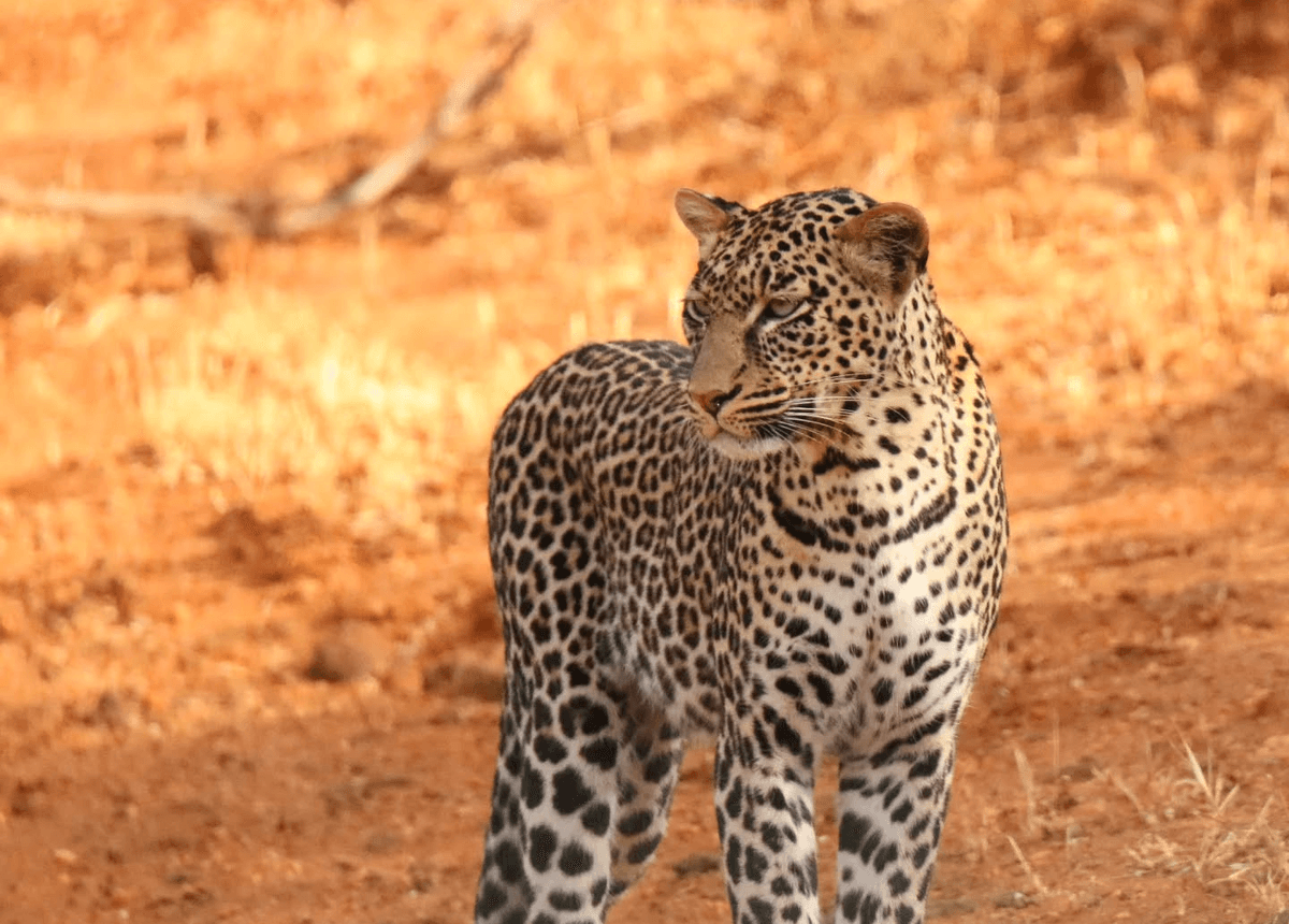 Tanzania group safari – 9 Day highlights of Tanzania