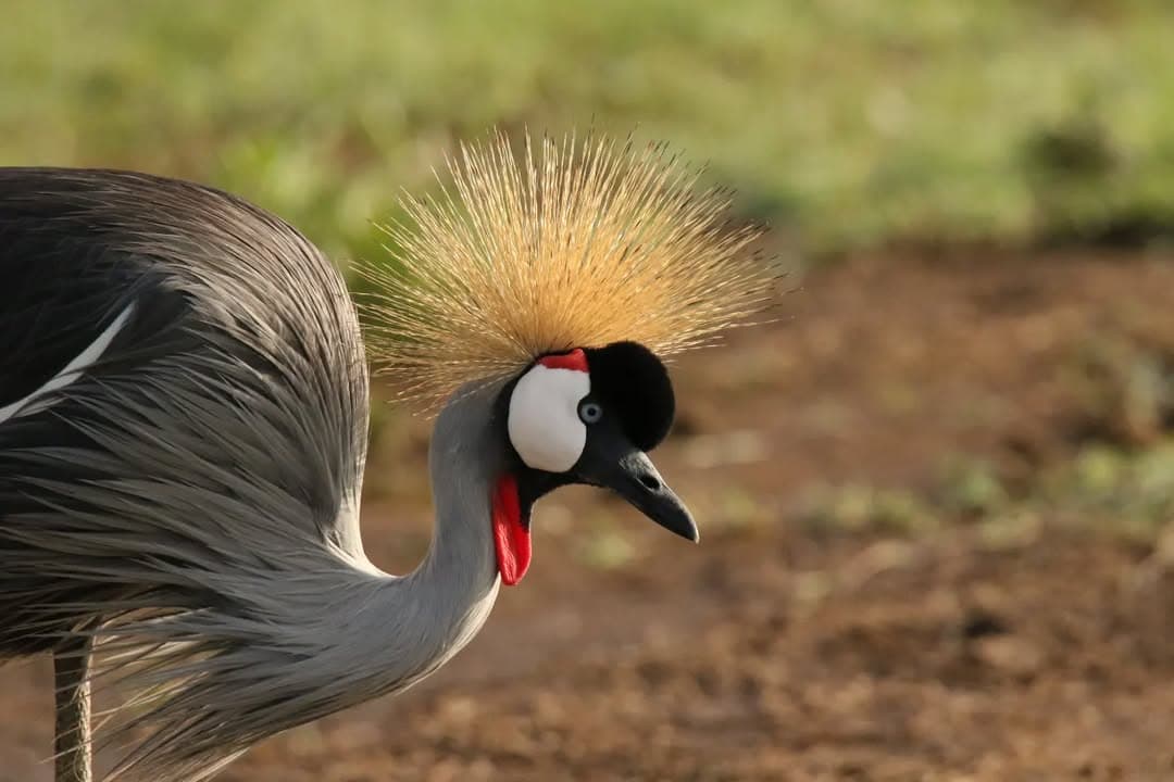 Tanzania Safari Tour – 7 Day highlights of Tanzania