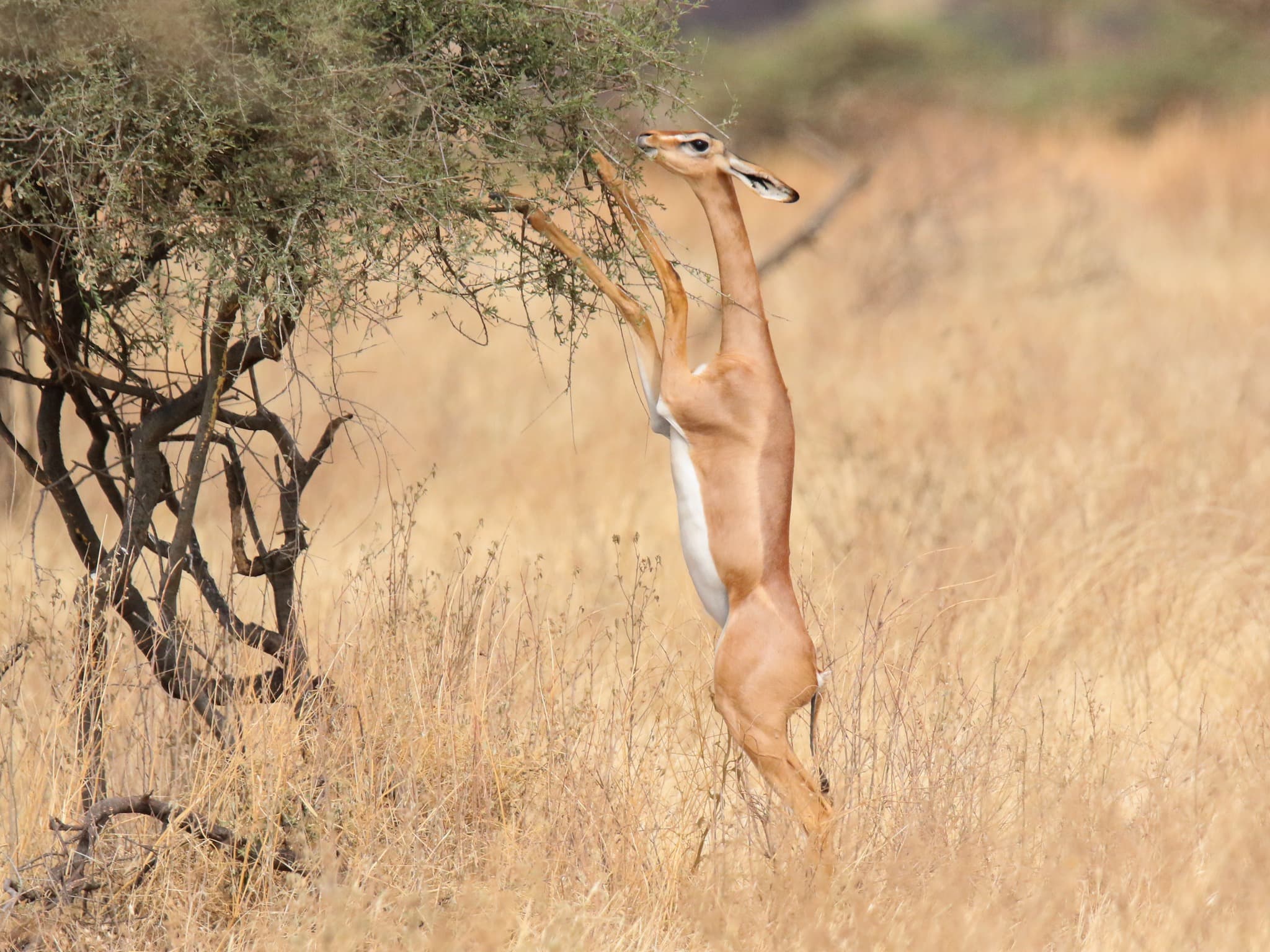 OL Pejeta Conservancy, Samburu & Mara