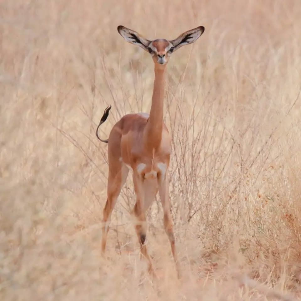 8 Day Luxury Safari in Tanzania