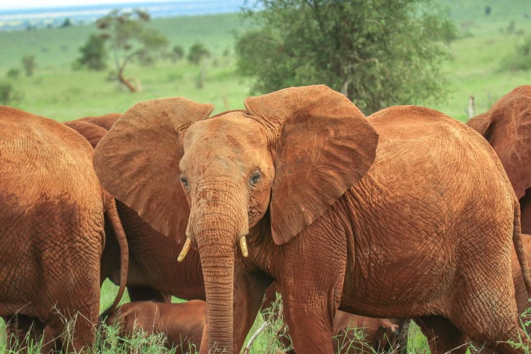 Tsavo safari – visiting Amboseli, Tsavo West & Masai Mara