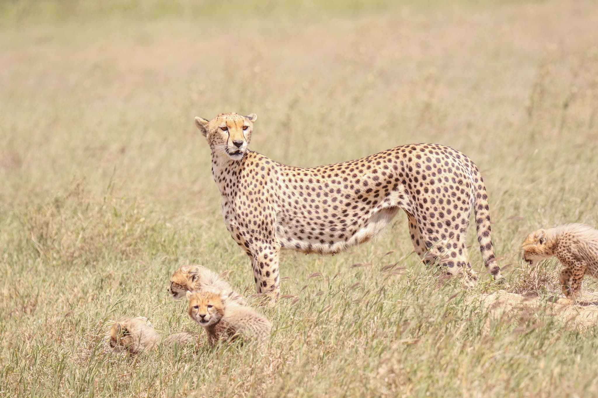 African Safari tour 9 day Masai Mara, Lake Nakuru & Ol Pejeta