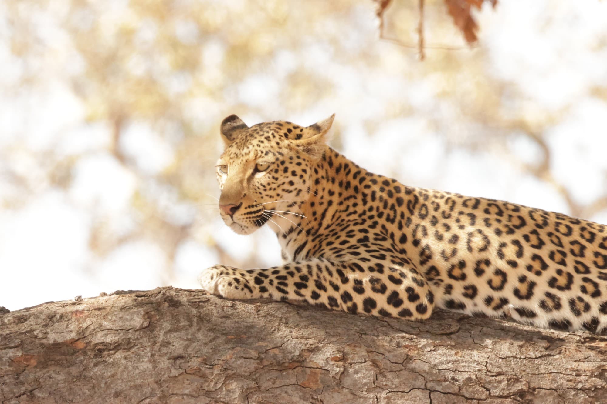 Southern Africa Safari background