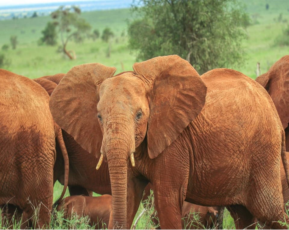 Photographer&#8217;s Paradise: Capturing Wildlife on African Safari with Brady&#8217;s Wildlife Adventures