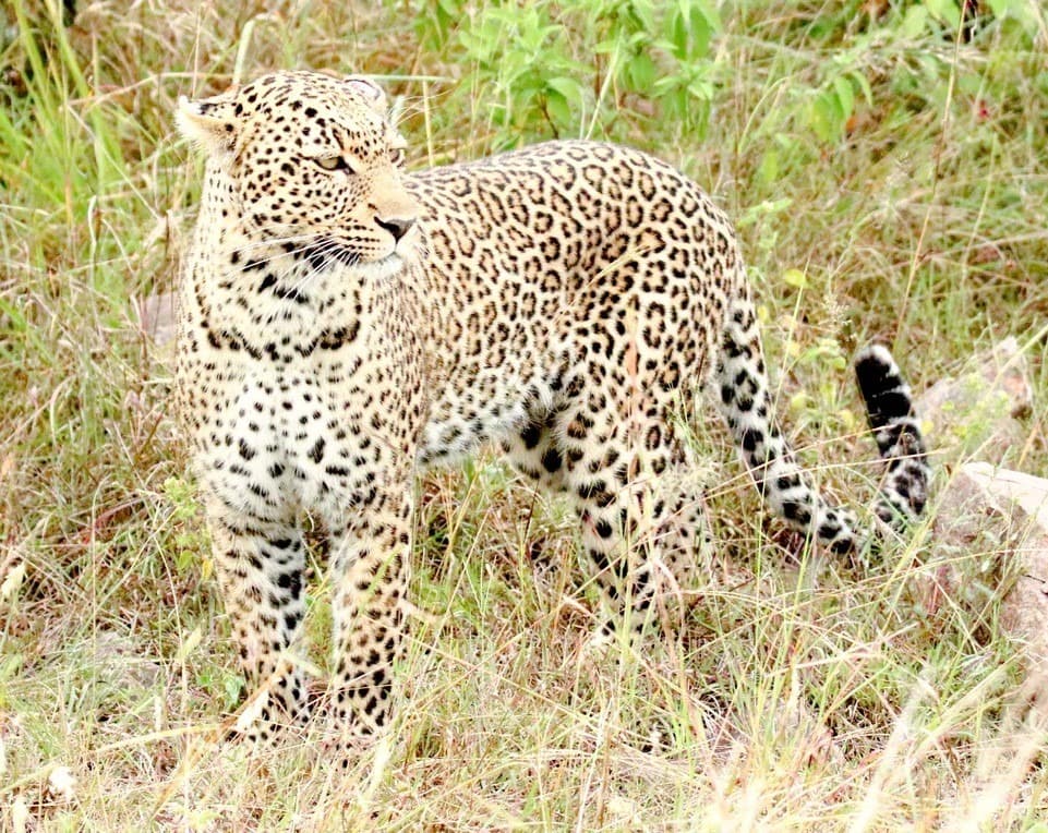 Capturing Luxury Masai Mara Hotels: Photography Tips and Highlights