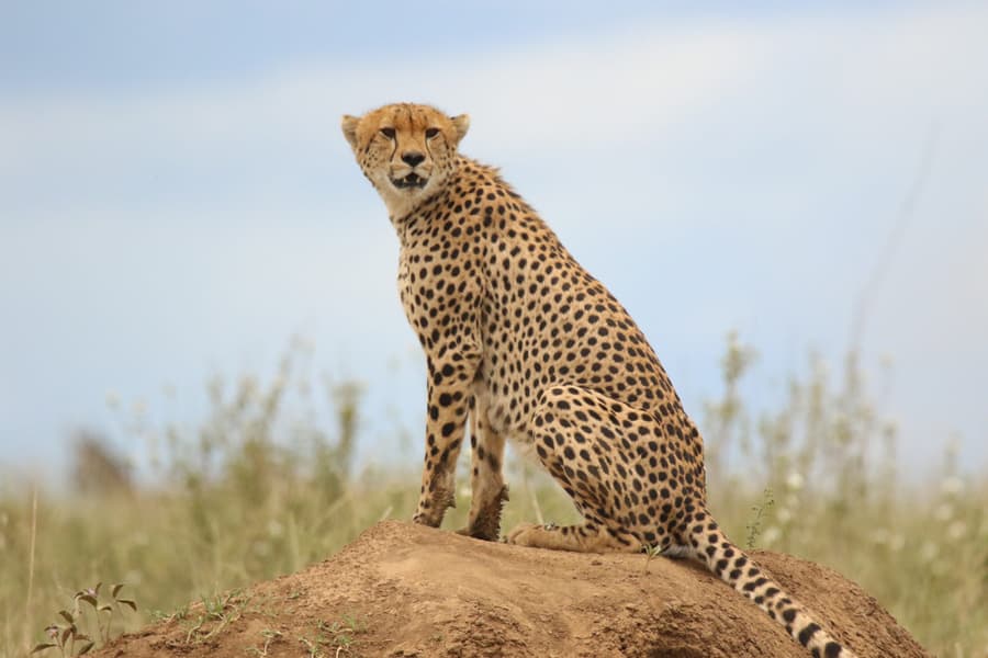 Serengeti Safari Tours: Finding the Perfect Match for Your Travel Preferences
