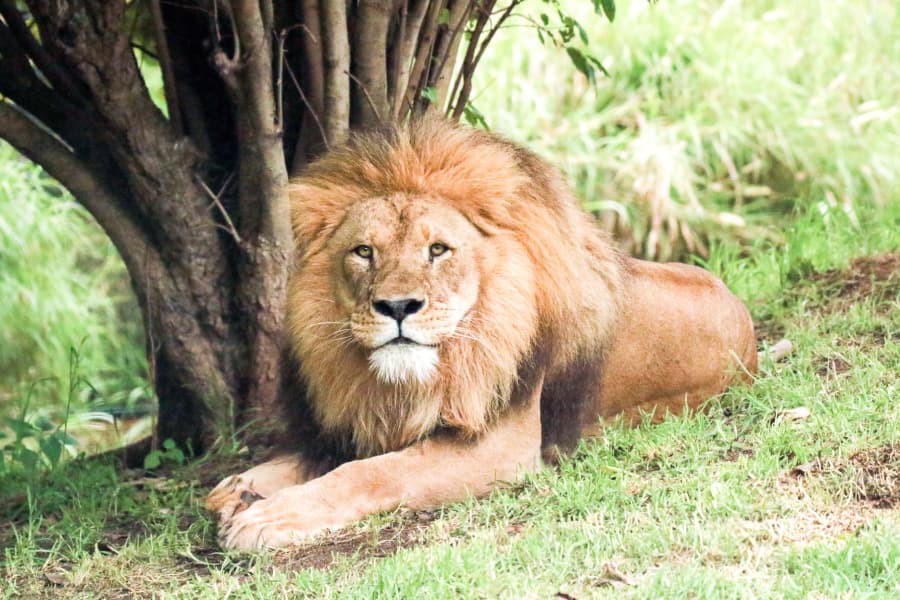 Top Tips for Choosing the Perfect Tanzania Safari Packages for Your Next Adventure