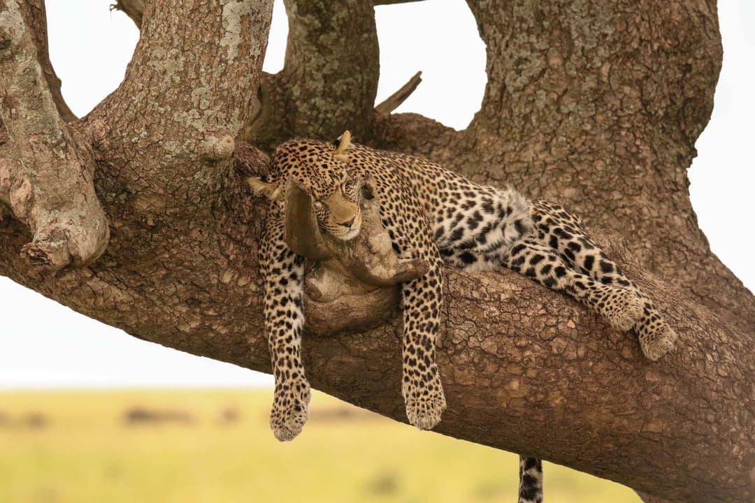 Discover the Best Safari Tours Tanzania: Top Destinations for Luxury Wildlife Experiences