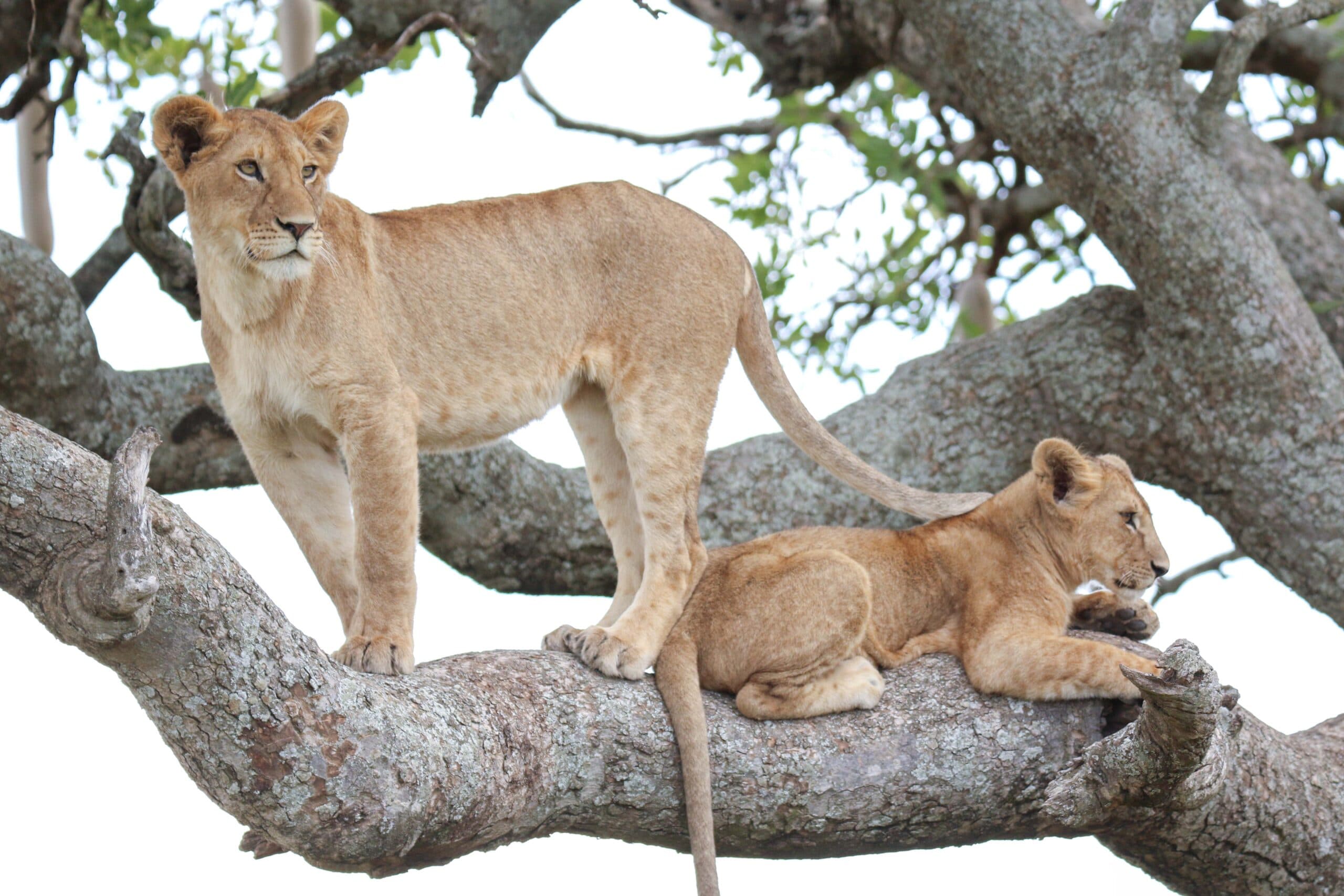 Customized Tanzania Safari Packages: Create Your Perfect Wildlife Adventure