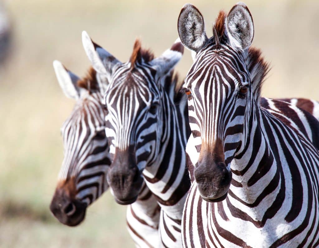 Masai Mara Migration Safari August 2024 Brady’s Wildlife Adventures